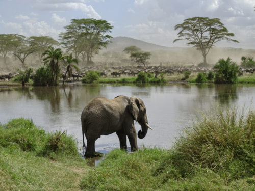 6 Day northern tanzania safari highlights